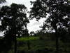 The view of our neighbours taken further up the hill, with birds flying by